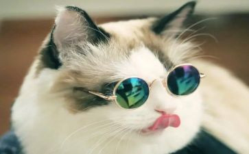 小猫的作文优秀7篇