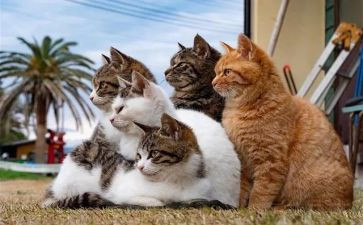猫读后感700字模板5篇