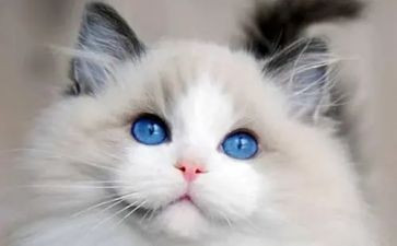 猫读后感500字精选8篇