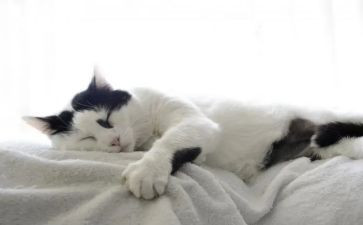 猫读后感600字作文推荐6篇