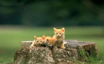 猫读后感500字作文最新5篇