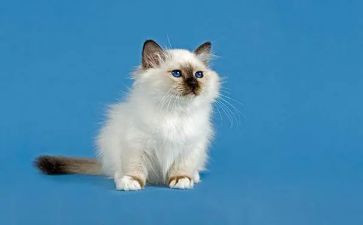 介绍猫作文600字参考8篇