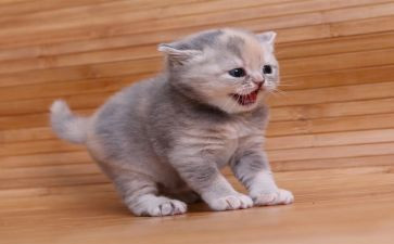 猫读后感600字作文8篇