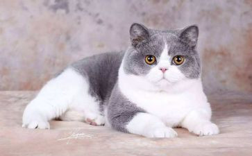 猫300字作文四年级作文模板6篇