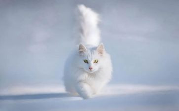 猫读后感500字作文通用6篇