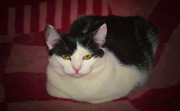 猫作文初中300字精选6篇