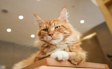 变小猫作文5篇