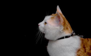 参观熊猫基地作文6篇
