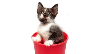 猫庄园读后感5篇