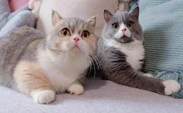 七年级上册猫的读后感6篇