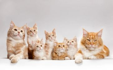 猫先生教作文5篇