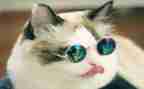 我家的小猫4年级作文8篇