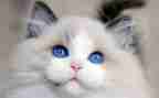 猫读后感500字精选8篇