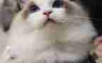 猫作文初中300字8篇