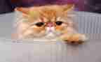 描写小猫的作文8篇