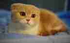 钱钟书的《猫》读后感7篇