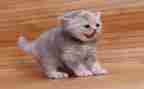 猫读后感600字作文8篇