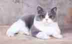 猫300字作文四年级作文模板6篇