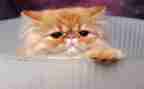 猫作文初中300字通用6篇