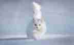 猫读后感500字作文通用6篇
