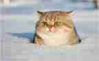 介绍猫作文600字通用7篇
