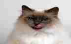 假如我是猫作文优质7篇
