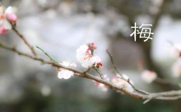 西梅的作文优秀5篇