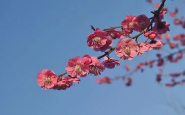 观梅作文500字优质5篇