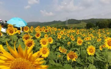 美术专业自我鉴定7篇