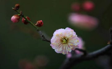 梅花碑作文精选7篇