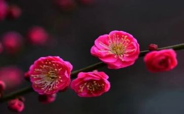观梅花的作文优秀5篇