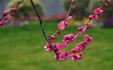 梅花饺作文优秀5篇