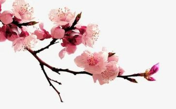梅花饺作文6篇