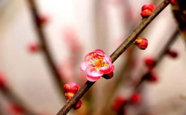 梅花饺作文优质6篇