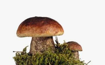 大蘑菇作文推荐6篇