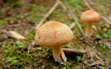 采蘑菇教案5篇