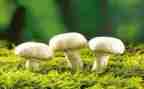 采蘑菇幼儿园教案6篇