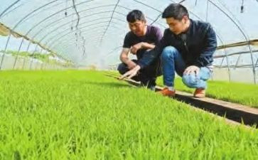 2024年农技站工作总结8篇
