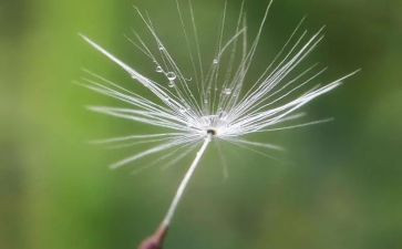 蒲公英好作文精选8篇