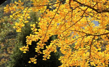 中秋节大学活动方案5篇