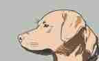 猎犬读后感参考6篇