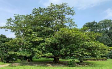 植树节作文600字参考7篇