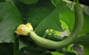剪丝瓜作文8篇