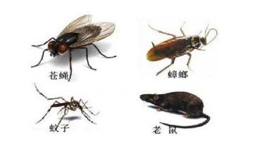 除四害的工作计划6篇