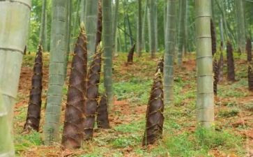 小班笋的教案精选7篇