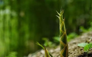 小班笋的教案优秀8篇