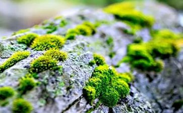苔丝读书心得7篇