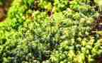 苔作文800字读后感推荐5篇