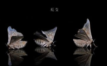 《蜕变》作文推荐5篇
