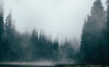 雾的读后感300字精选5篇